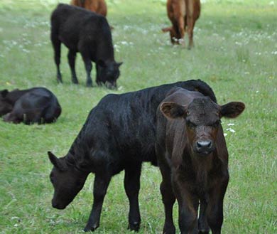 A&A Farms Cattle Sales