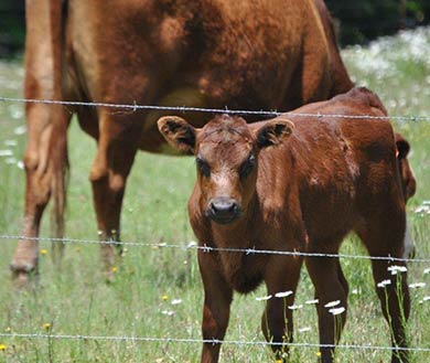 A&A Farms Cattle Sales
